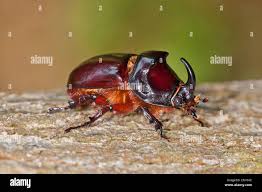Attēlu rezultāti vaicājumam “Oryctes nasicornis male”