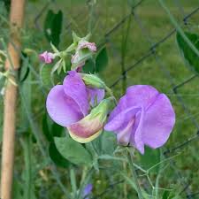 Image result for Lathyrus odoratus