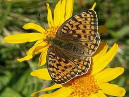 Attēlu rezultāti vaicājumam “Argynnis aglaja underside”