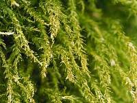 Attēlu rezultāti vaicājumam “Hygroamblystegium varium”