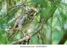 Attēlu rezultāti vaicājumam “Turdus philomelos juvenile”