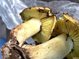 Attēlu rezultāti vaicājumam “Tricholoma flavovirens”