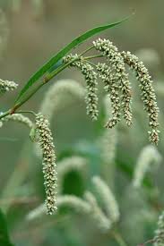 Attēlu rezultāti vaicājumam “Persicaria lapathifolia”