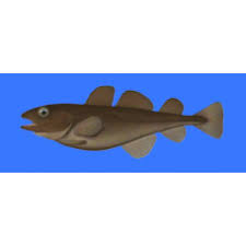 Image result for Arctogadus glacialis