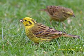 Attēlu rezultāti vaicājumam “Emberiza citrinella juvenile”