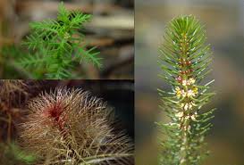 Attēlu rezultāti vaicājumam “Haloragaceae”