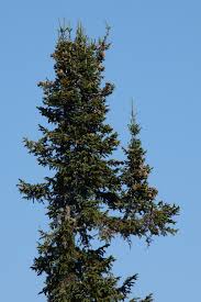 Attēlu rezultāti vaicājumam “Abies sibirica”