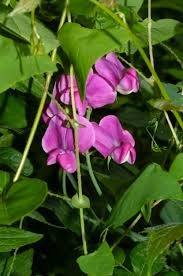 Attēlu rezultāti vaicājumam “Lathyrus latifolius leaf”
