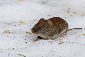 Attēlu rezultāti vaicājumam “Myodes glareolus”