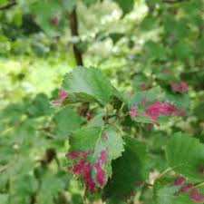 Attēlu rezultāti vaicājumam “Acalitus longisetosus”