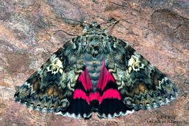 Attēlu rezultāti vaicājumam “Catocala sponsa”