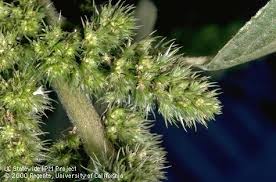 Attēlu rezultāti vaicājumam “Amaranthus retroflexus flower”