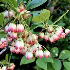 Attēlu rezultāti vaicājumam “Enkianthus campanulatus flower”