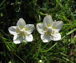 Attēlu rezultāti vaicājumam “Parnassiaceae”