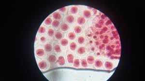 Attēlu rezultāti vaicājumam “Allium cepa bud”