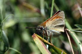 Attēlu rezultāti vaicājumam “Thymelicus sylvestris underside”
