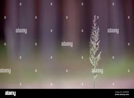 Attēlu rezultāti vaicājumam “Calamagrostis purpurea”