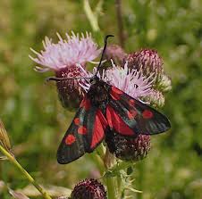 Attēlu rezultāti vaicājumam “Zygaena lonicerae larva”