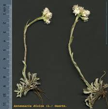 Attēlu rezultāti vaicājumam “Antennaria dioica”