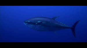 Image result for Thunnus thynnus
