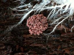 Attēlu rezultāti vaicājumam “Arcyria stipata”