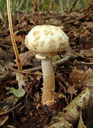 Attēlu rezultāti vaicājumam “Amanita citrina”