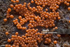 Attēlu rezultāti vaicājumam “Trichia botrytis”