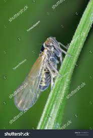 Attēlu rezultāti vaicājumam “Javesella pellucida male”