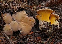 Attēlu rezultāti vaicājumam “Cantharellus cibarius”