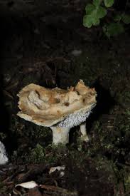 Attēlu rezultāti vaicājumam “Sistotrema confluens”