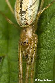 Attēlu rezultāti vaicājumam “Tetragnathidae”