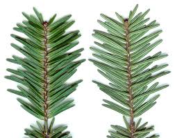 Attēlu rezultāti vaicājumam “Abies alba”