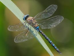 Attēlu rezultāti vaicājumam “Aeshna mixta”