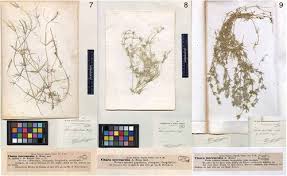 Attēlu rezultāti vaicājumam “Chara intermedia”