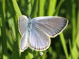 Attēlu rezultāti vaicājumam “Maculinea alcon female”