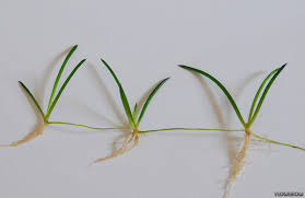 Attēlu rezultāti vaicājumam “Plantago uniflora”