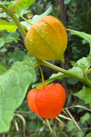 Attēlu rezultāti vaicājumam “Physalis alkekengi leaf”