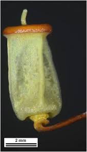 Attēlu rezultāti vaicājumam “Polytrichum commune sporophyte”