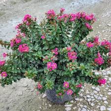 Image result for Lagerstroemia