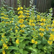Attēlu rezultāti vaicājumam “Lysimachia punctata”