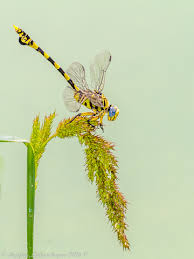 Attēlu rezultāti vaicājumam “Gomphidae”