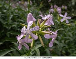 Attēlu rezultāti vaicājumam “Saponaria officinalis”