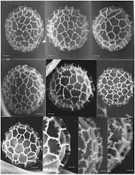 Attēlu rezultāti vaicājumam “Comatricha alta stalked”
