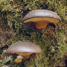 Attēlu rezultāti vaicājumam “Panellus serotinus”