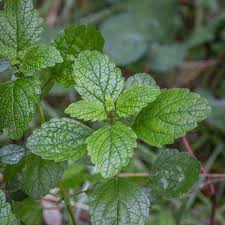 Image result for Melissa officinalis