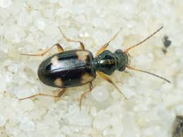 Attēlu rezultāti vaicājumam “Bembidion quadrimaculatum”