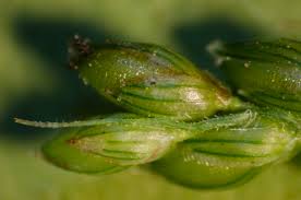 Attēlu rezultāti vaicājumam “Heterotrichia oerstedii (syn. Arcyria oerstedii) stalked”
