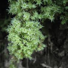 Attēlu rezultāti vaicājumam “Pohlia cruda”