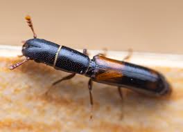 Attēlu rezultāti vaicājumam “Trogossitidae”