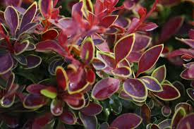 Attēlu rezultāti vaicājumam “Berberis thunbergii”